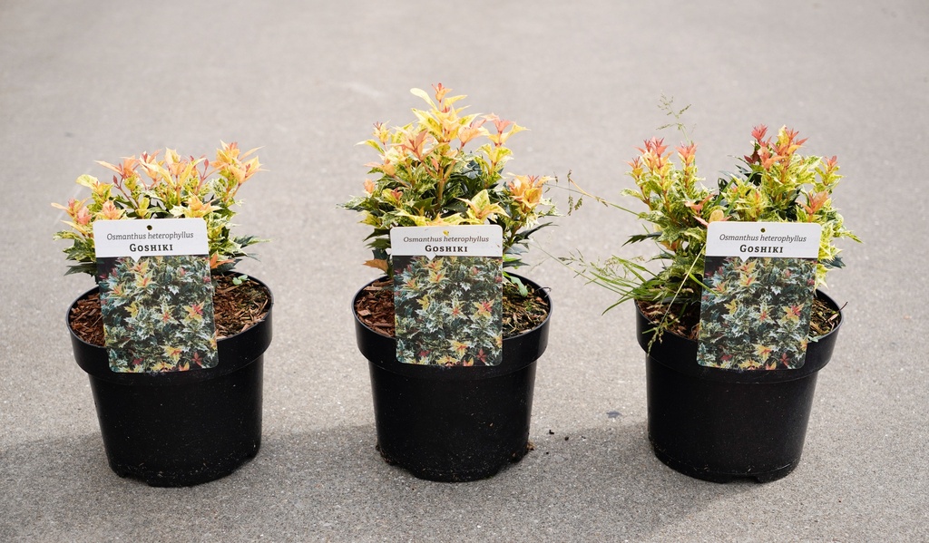 [P] Osmanthus heterophyllus 'Goshiki' cont. 3L 25-30 cm +f