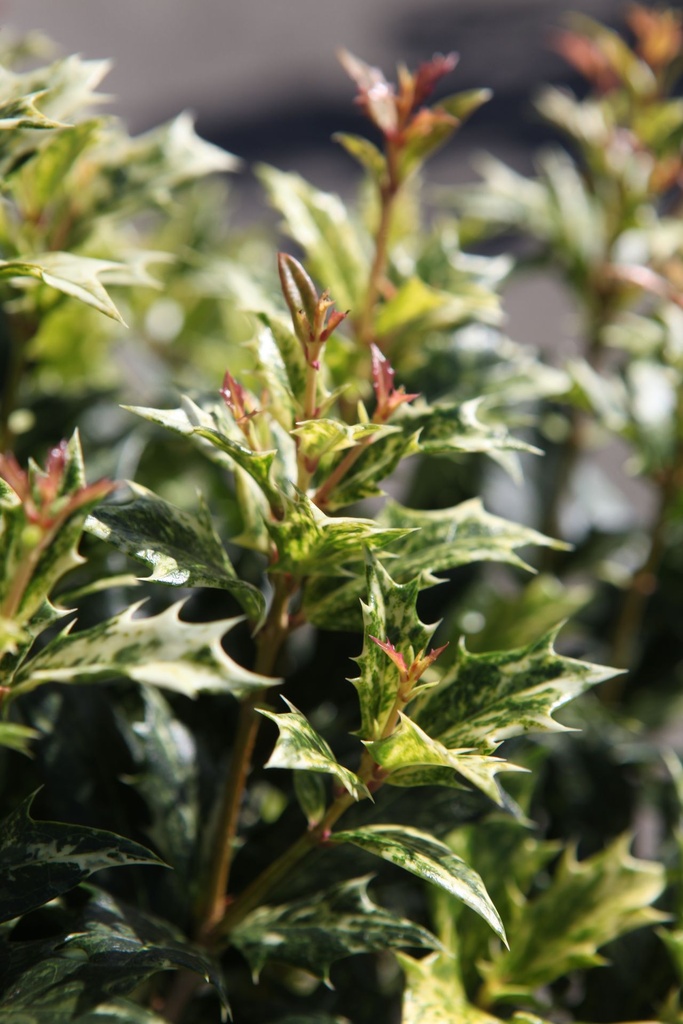 [P] Osmanthus heterophyllus 'Goshiki' cont. 3L 25-30 cm +p