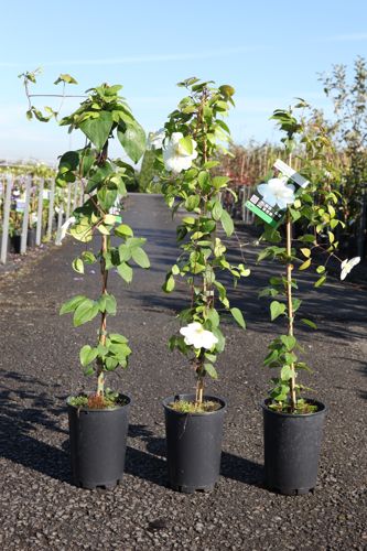 [P] Clematis 'Guernsey Cream' cont. 3L haut 80-100 cm +p