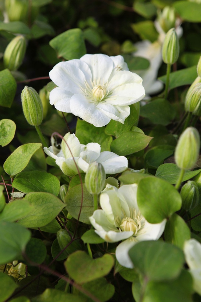 [P] Clematis 'Guernsey Cream' cont. 3L high 80-100 cm +p