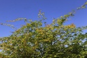 Acer palmatum 'Sangokaku' cont. 25L 150/+ cm +f