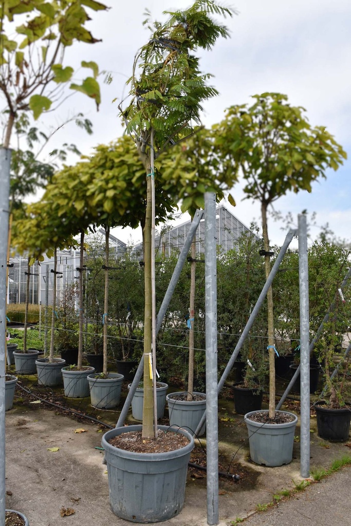 [P] Albizia julibrissin OMBRELLA Kont. 130L Hochstamm 18-20