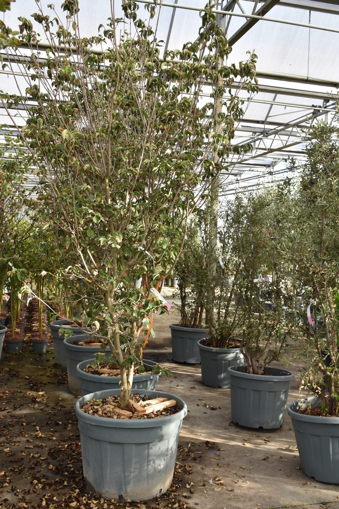 [P] Cornus kousa 'Rosy Teacups' (PBR) cont. 130L 250-300 cm
