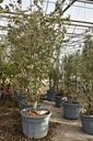 Cornus kousa 'Rosy Teacups' (PBR) конт. 130L 250-300 cm