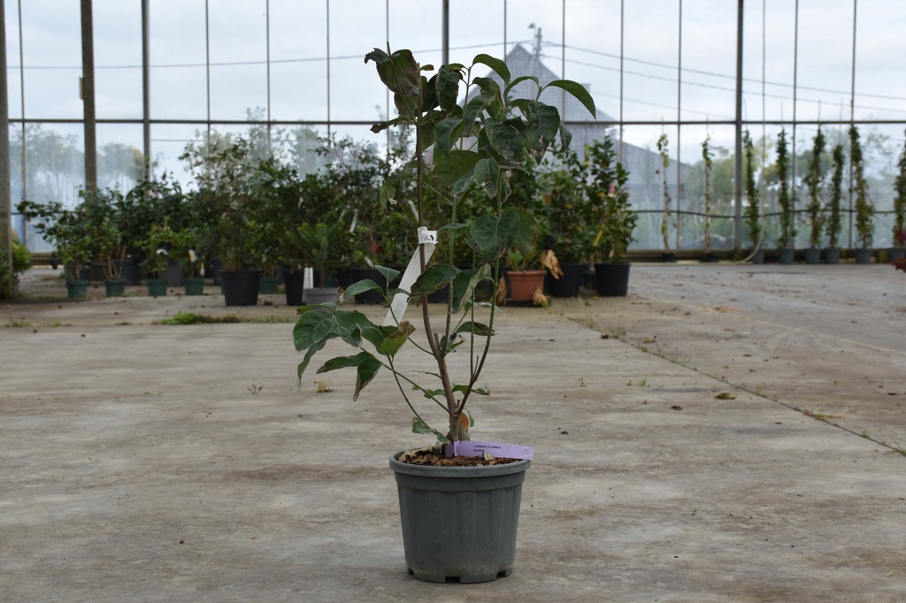 [P] Cornus florida 'Rubra' cont. 5L