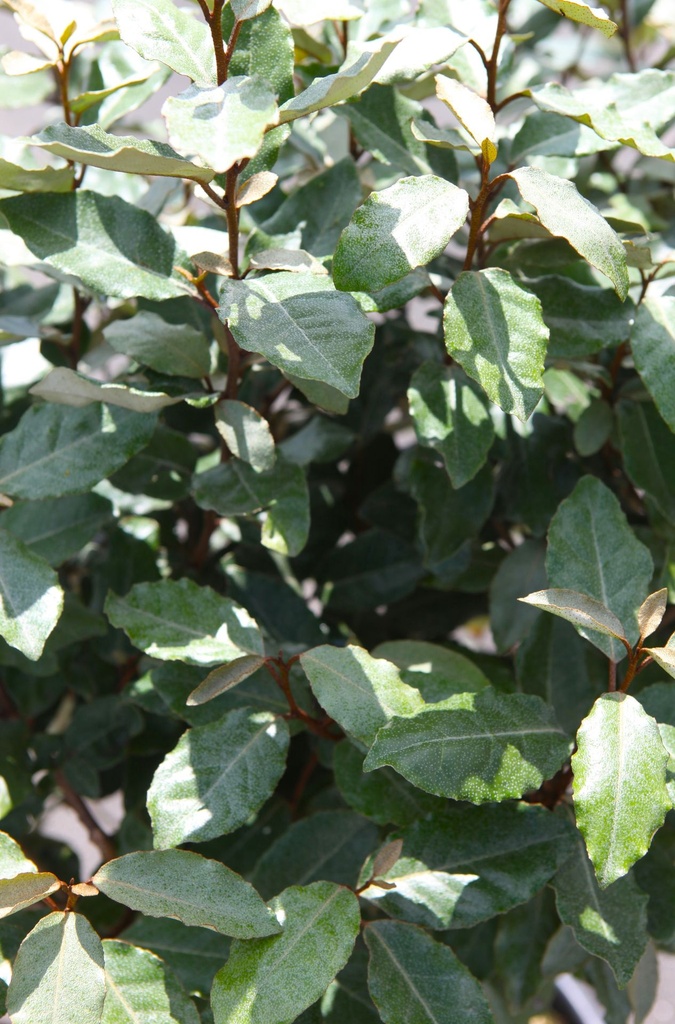 Elaeagnus ebbingei 'Compacta' cont. 18L hoogstam 6-8