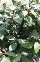 Elaeagnus ebbingei 'Compacta' cont. 18L hoogstam 6-8