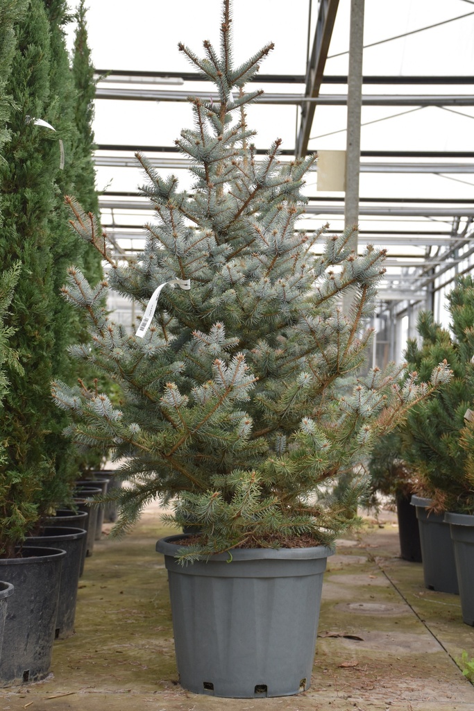 [P] Picea pungens 'Blue Diamond' (PBR) cont. 35L 100-125 cm