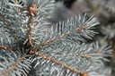 Picea pungens 'Blue Diamond' (PBR) Kont. 35L 100-125 cm