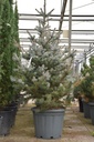 Picea pungens 'Blue Diamond' (PBR) vaso 35L 100-125 cm