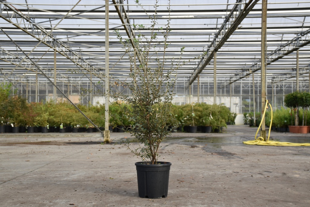 [P] Quercus suber cont. 12L 60-80 cm