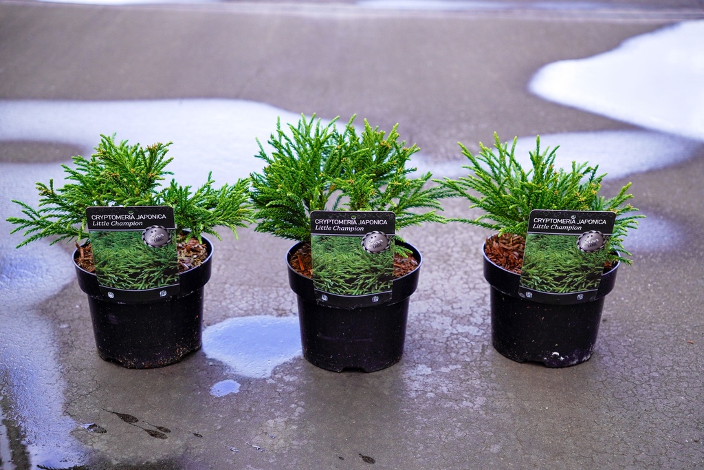 [P] Cryptomeria japonica 'Little Champion' Kont. 2L 15/+ cm +B