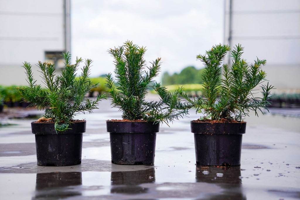 [P] Taxus baccata 'Repandens' Kont. 2L 25-30 cm +B