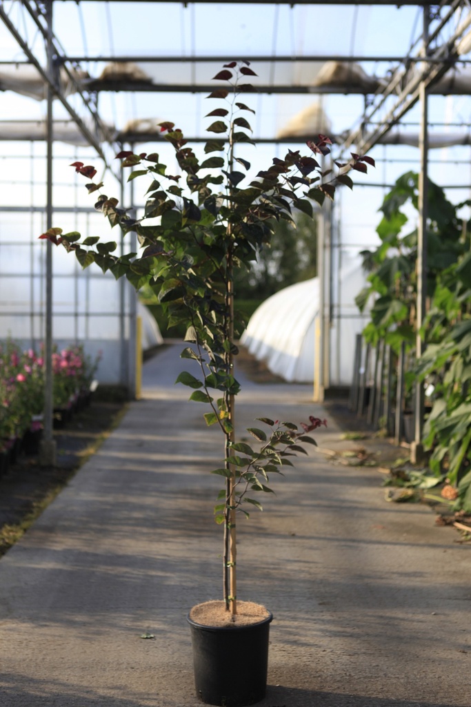 [P] Cercis canadensis 'Merlot' cont. 12L 150-175 cm feathered +p