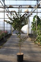 Cercis canadensis 'Merlot' cont. 12L 150-175 cm spil +f