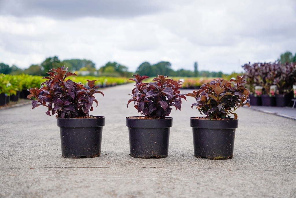 [P] Hydrangea serrata CHOCO CHERRY (PBR) kont. 3,6L 30-40 cm