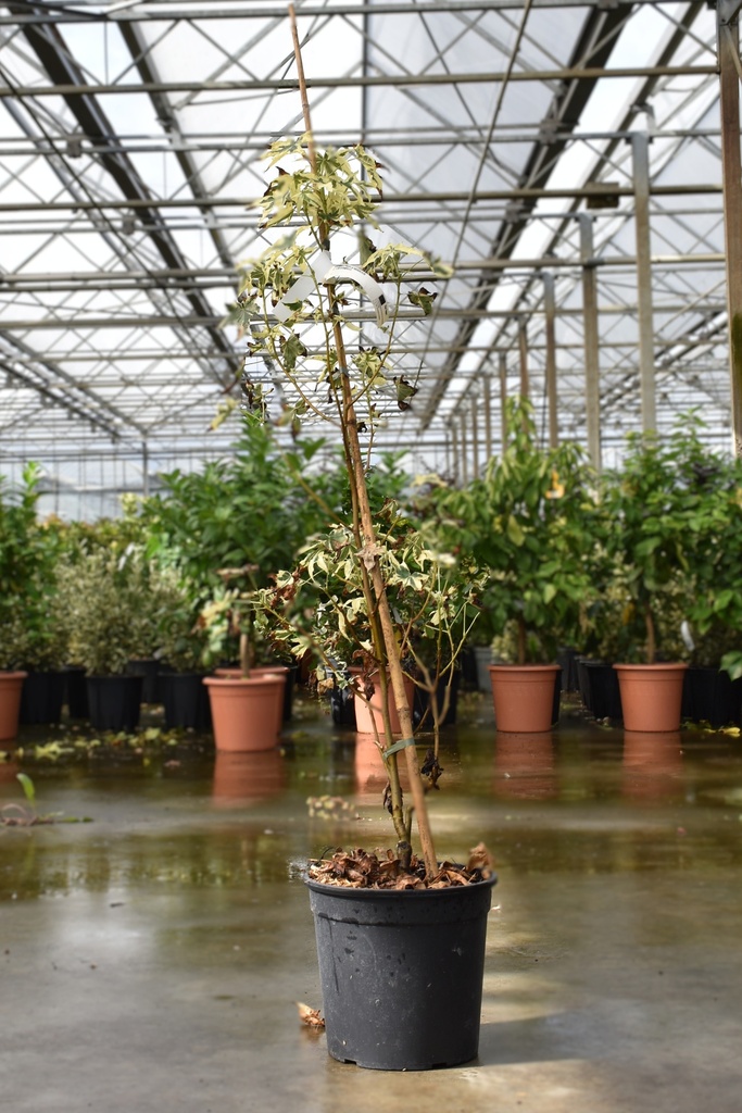 [P] Liquidambar styraciflua PSICHEDELIK® Kont. 10L 100-125 cm
