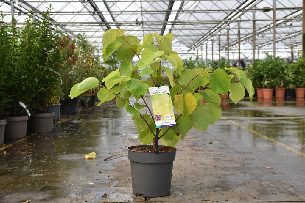[P] Cercis canadensis 'Hearts of Gold®' Kont. 6L 60-80 cm