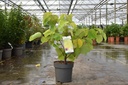 Cercis canadensis 'Hearts of Gold®' vaso 6L 60-80 cm