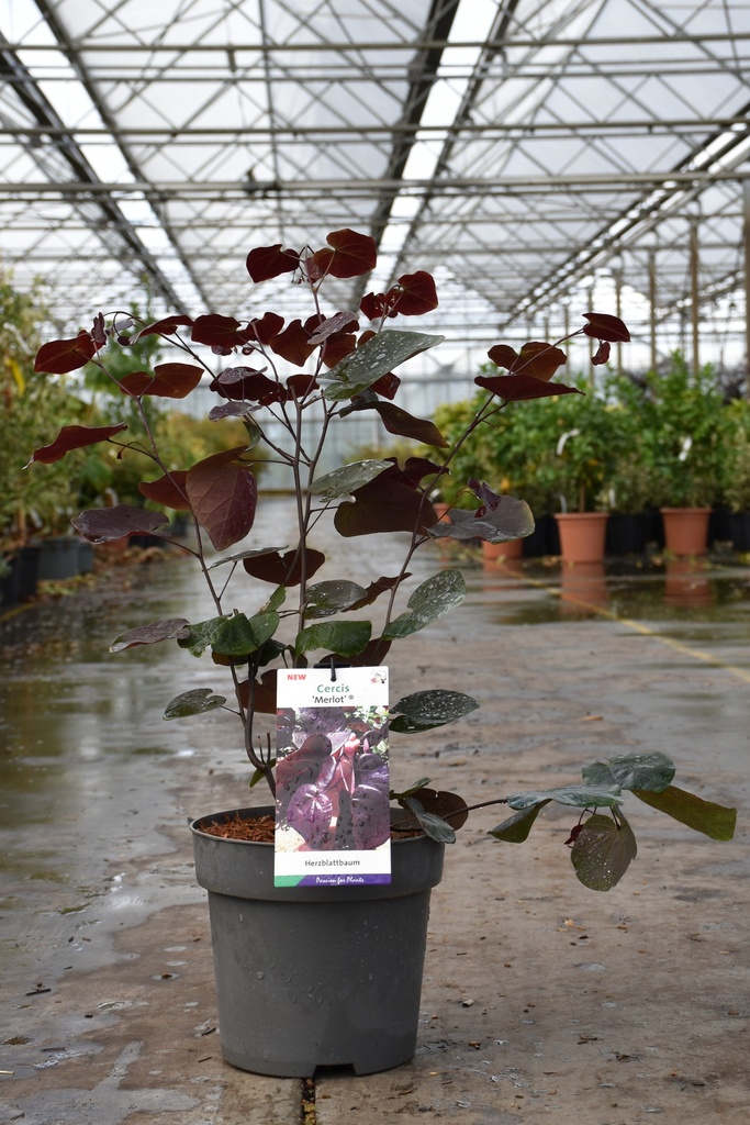 [P] Cercis canadensis 'Merlot' Kont. 5L 40-50 cm +B
