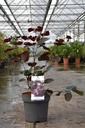 Cercis canadensis 'Merlot' kont. 5L 40-50 cm +f