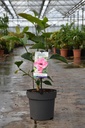 Magnolia 'Watermelon' vaso 5L 50-60 cm +f
