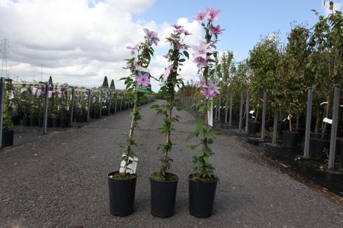 [P] Clematis 'Hagley Hybrid' cont. 3L haut 80-100 cm +p