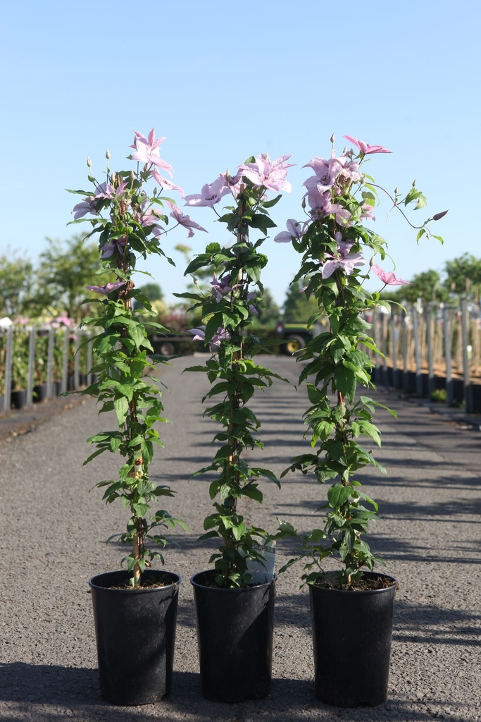 Clematis 'Hagley Hybrid' cont. 3L high 80-100 cm +p
