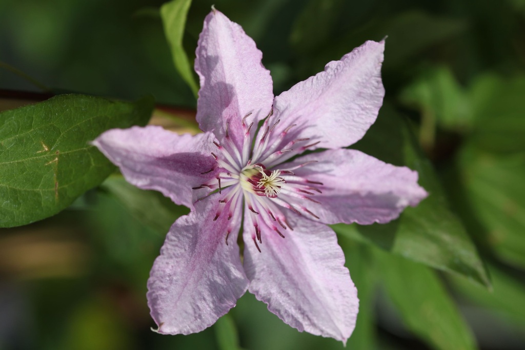 Clematis 'Hagley Hybrid' cont. 3L high 80-100 cm +p
