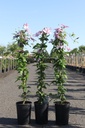 Clematis 'Hagley Hybrid' cont. 3L high 80-100 cm +p