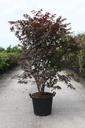 Acer palmatum 'Atropurpureum' cont. 30L 150-175 cm