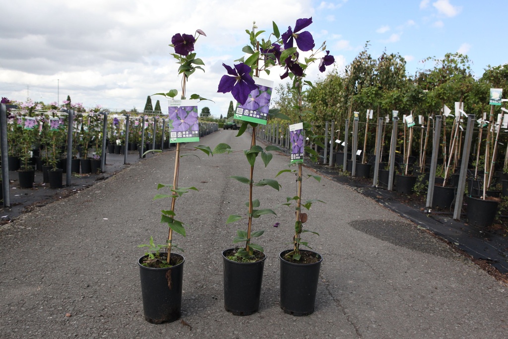 Clematis 'Jackmanii' cont. 3L hoog 80-100 cm +f