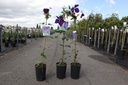 Clematis 'Jackmanii' cont. 3L high 80-100 cm +p