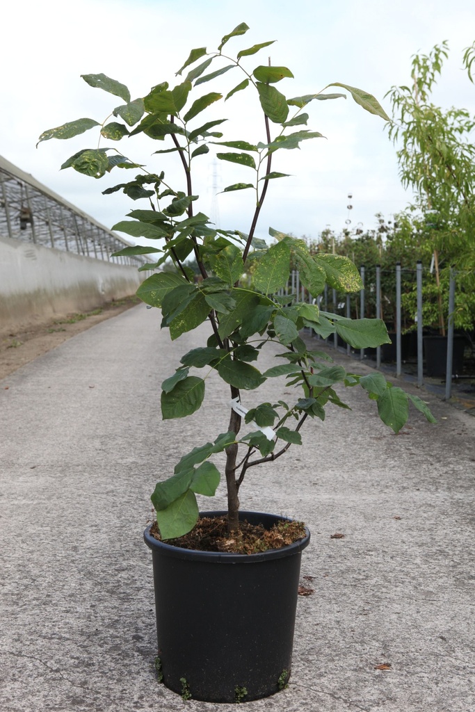 [P] Cladrastis kentukea cont. 18L 125/+ cm +ф