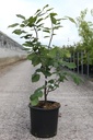 Cladrastis kentukea cont. 18L 125/+ cm +f