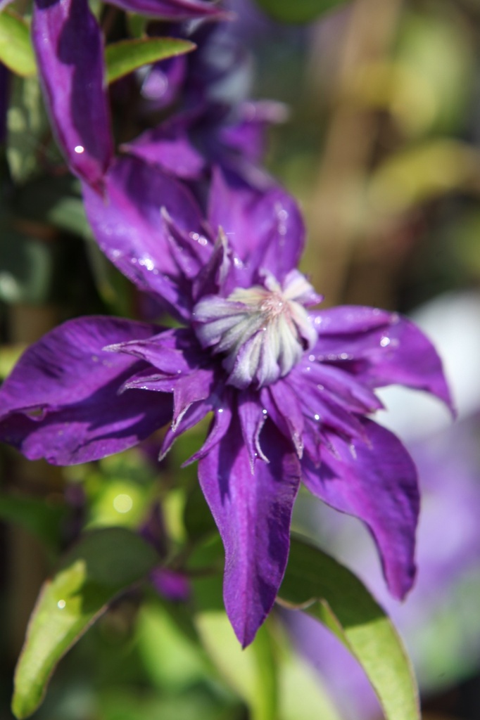 [P] Clematis 'Multi Blue' cont. 3L haut 80-100 cm +p