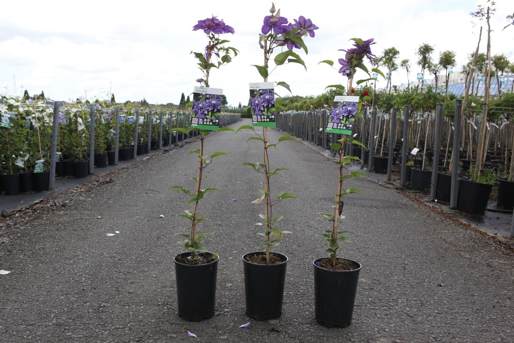 Clematis 'Multi Blue' cont. 3L high 80-100 cm +p
