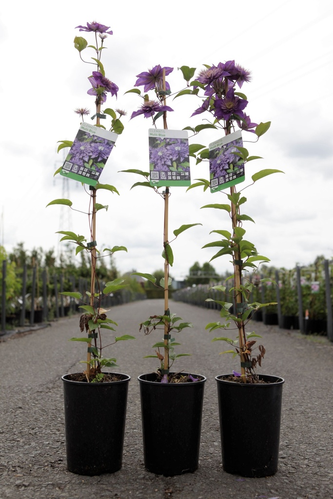 [P] Clematis 'Multi Blue' cont. 3L hoch 80-100 cm +B