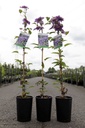 Clematis 'Multi Blue' cont. 3L high 80-100 cm +ф