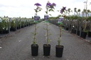 Clematis 'Multi Blue' cont. 3L high 80-100 cm +p
