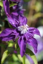 Clematis 'Multi Blue' cont. 3L hoog 80-100 cm +f