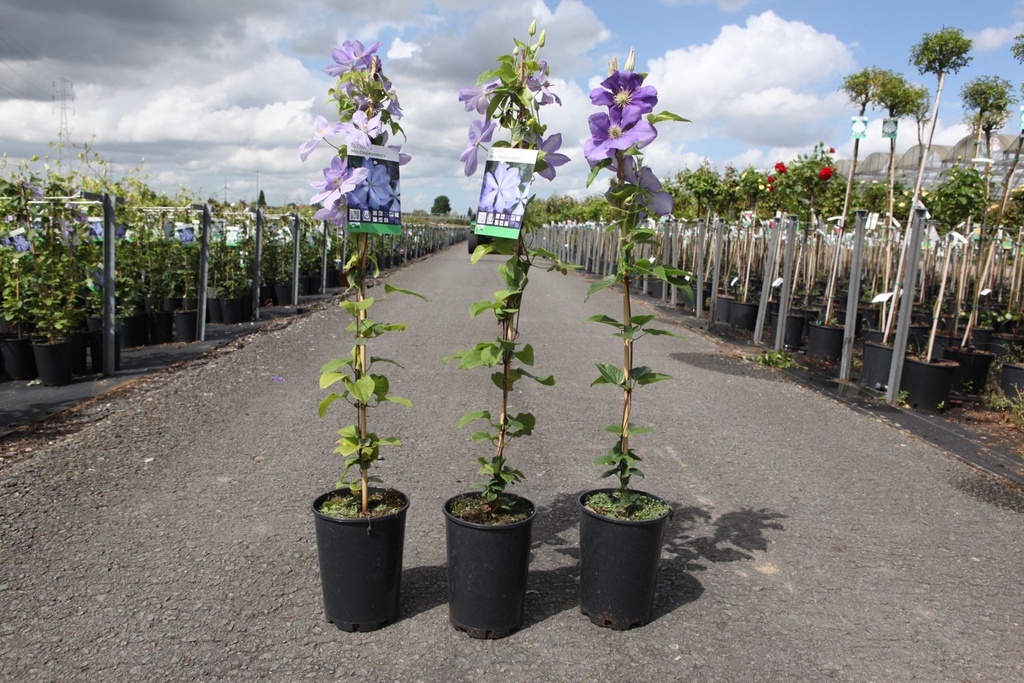 Clematis 'Mrs Cholmondeley' cont. 3L high 80-100 cm +ф