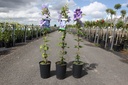 Clematis 'Mrs Cholmondeley' cont. 3L high 80-100 cm +ф