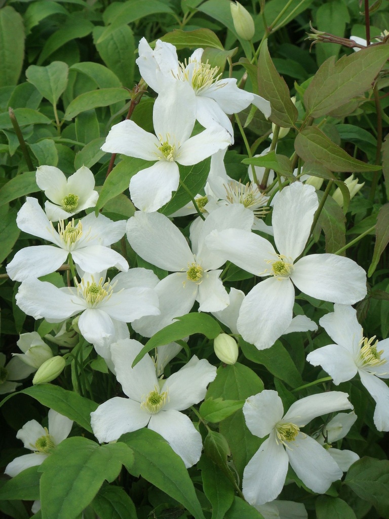 [P] Clematis montana 'Grandiflora' cont. 3L high 80-100 cm +ф