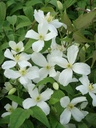 Clematis montana 'Grandiflora' cont. 3L hoog 80-100 cm +f