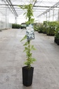 Clematis montana 'Grandiflora' cont. 3L hoog 80-100 cm +f