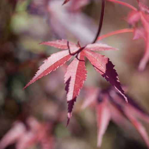 [P] Acer palmatum 'Atropurpureum' cont. 90L 175-200 cm +p