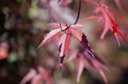 Acer palmatum 'Atropurpureum' Kont. 90L 175-200 cm +B