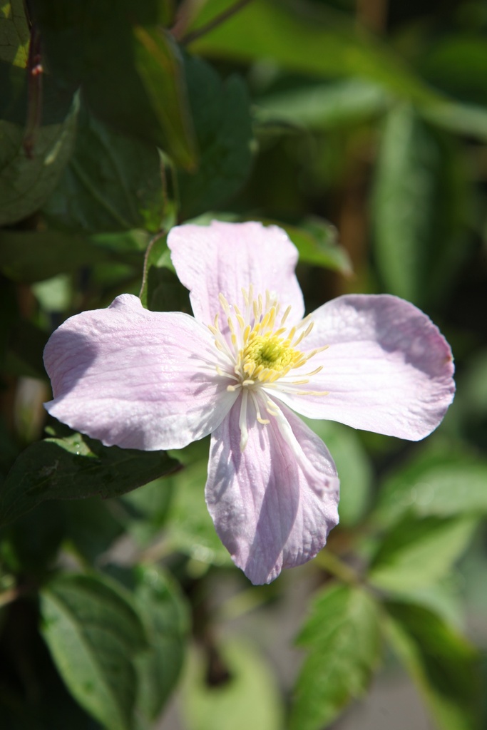 [P] Clematis montana 'Mayleen' cont. 3L haut 80-100 cm +p
