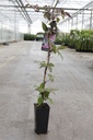 Clematis montana 'Mayleen' cont. 3L high 80-100 cm +ф